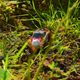 grass tickles